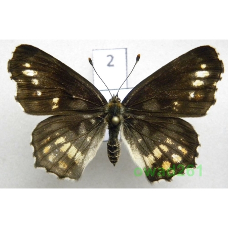 Araschnia levana (Linnaeus, 1758) form Rusałka kratkowiec ex. ovo Poland2